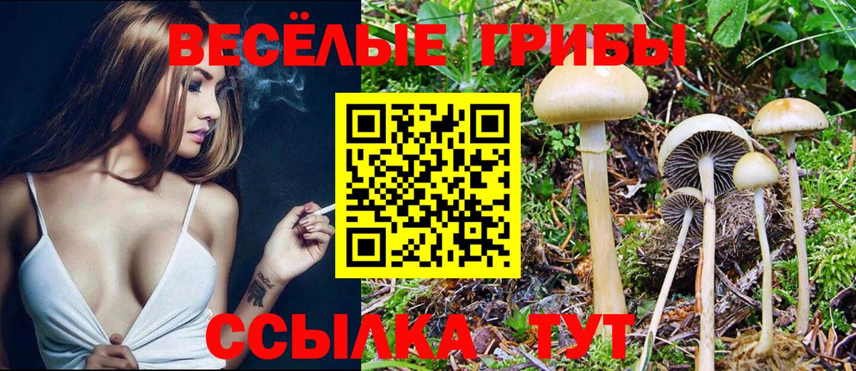 Псилоцибиновые грибы Psilocybine cubensis  Вход с VPN  Саяногорск 